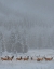 Picture of STANDING IN STORM