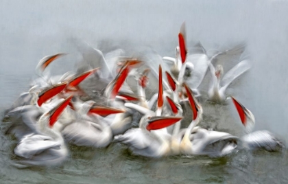Picture of PELICANS IN MOTION BLUR