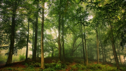 Picture of WELCOME IN THE FOREST.