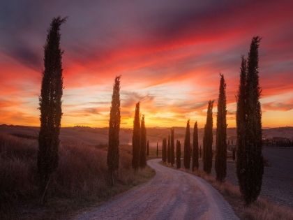 Picture of TUSCANY SUNSET