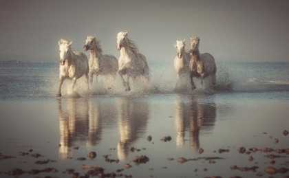 Picture of CAMARGUE HORSES