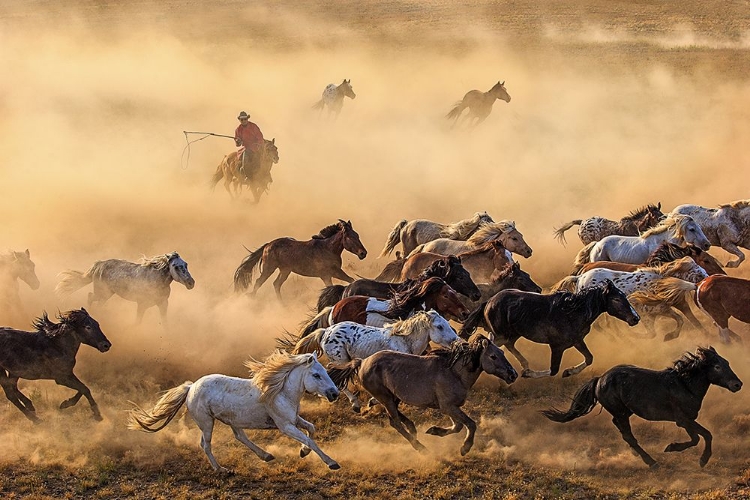 Picture of HORSE RUN
