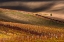 Picture of LINE AND VINE