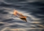 Picture of FLOATING