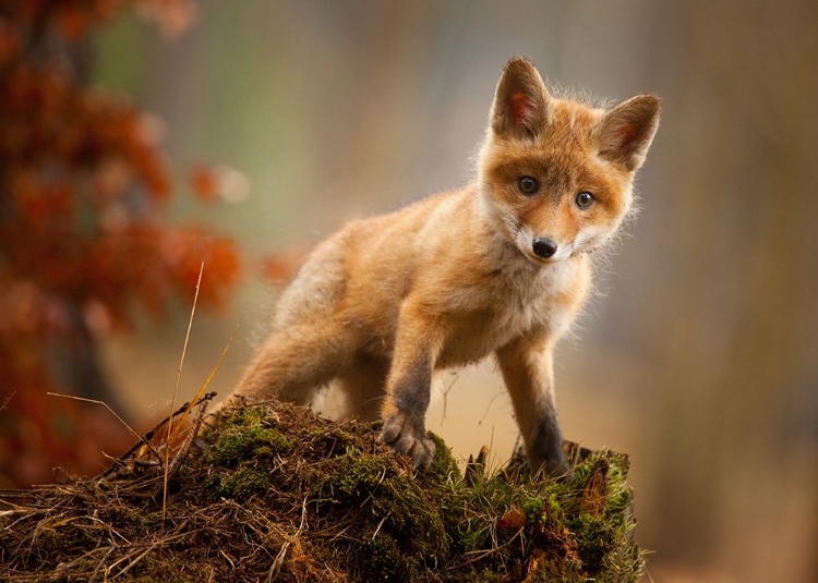 Picture of FOX