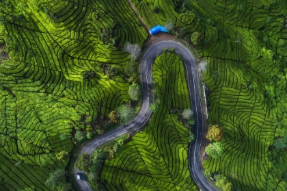 Picture of INDONESIA - RANCABALI TEA AERIAL