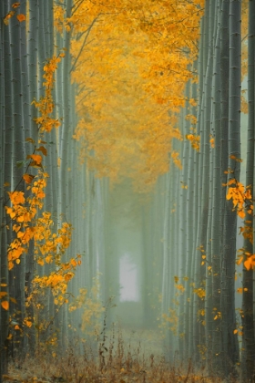 Picture of MISTY AUTUMN PATH