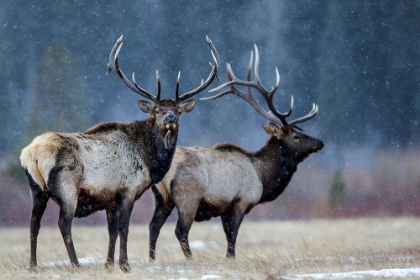 Picture of FIRST SNOW