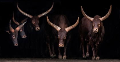 Picture of WATUSI FAMILY