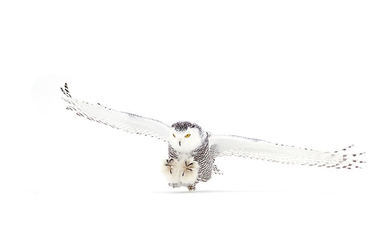 Picture of SNOWY OWL COMING IN FOR THE KILL