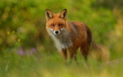 Picture of RED FOX LADY