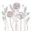 Picture of ALLIUM