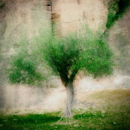Picture of THE OLIVE TREE