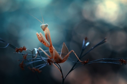 Picture of PRAYING MANTIS