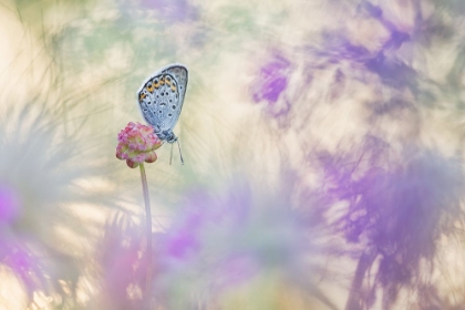 Picture of PULSATILLA MEADOW