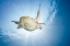 Picture of SEA TURTLE - GREEN TURTLE
