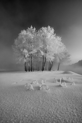 Picture of THE FIRST SNOW