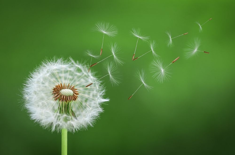 Picture of DANDELION BLOWING