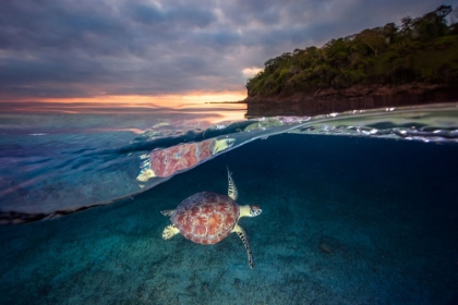 Picture of GREEN TURTLE WITH SUNSET