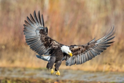 Picture of EAGLE FLIGHT