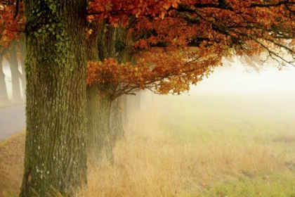 Picture of AUTUMN FOG