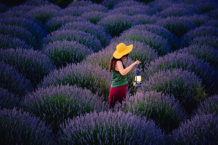 Picture of LAVENDER