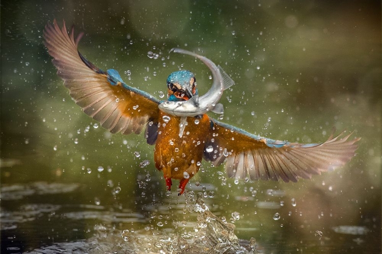 Picture of KINGFISHER