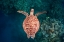 Picture of FLYING OVER THE REEF
