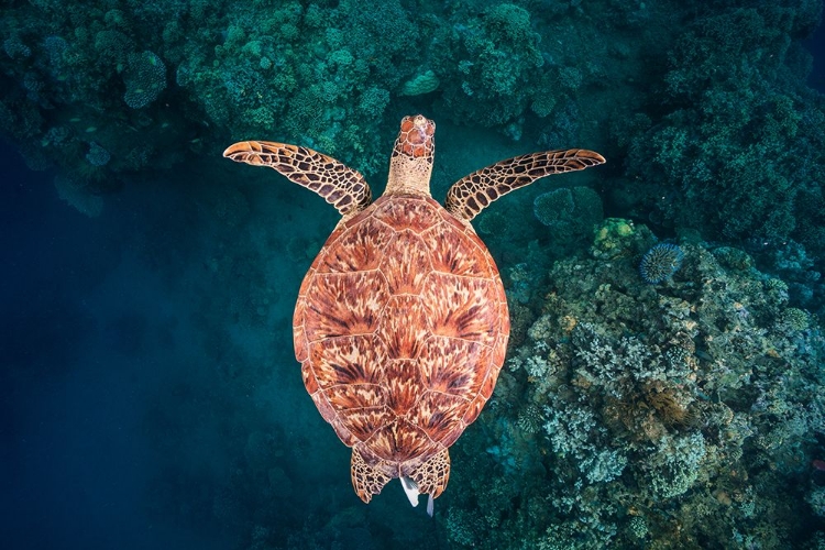 Picture of FLYING OVER THE REEF