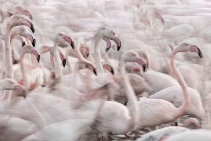 Picture of IN THE PINK TRANSHUMANCE