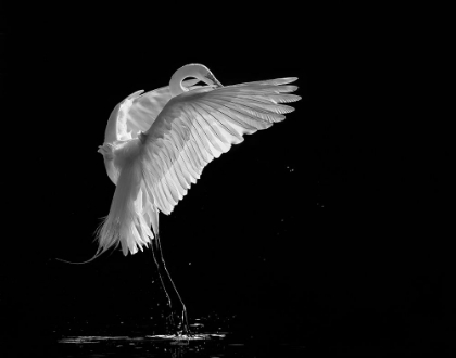 Picture of PORTRAIT OF A GREAT WHITE EGRET