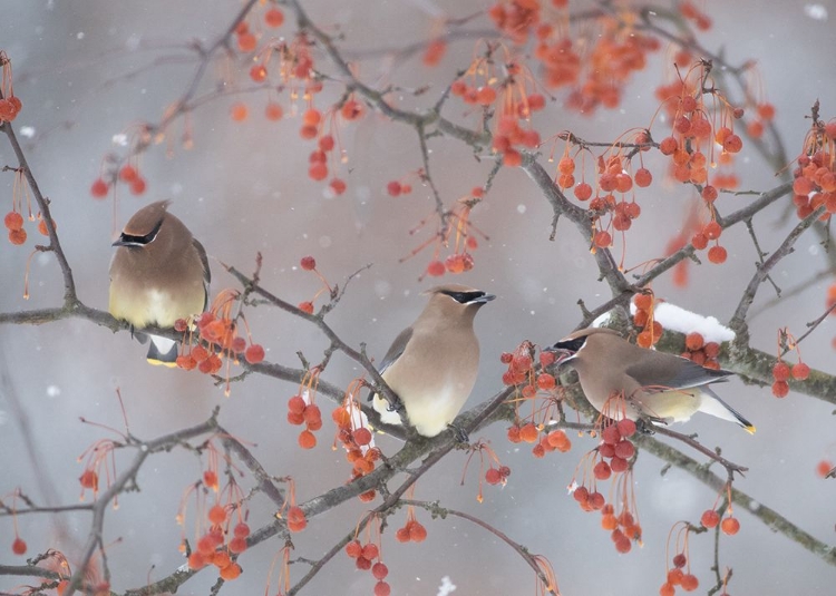 Picture of SNOW-BIRD AND TREE