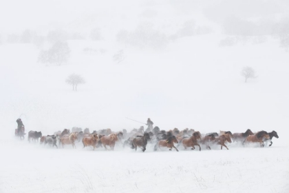 Picture of WINTER PASTURES