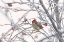 Picture of WAXWING
