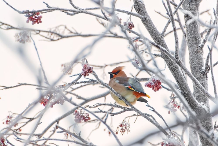 Picture of WAXWING