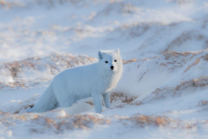 Picture of ARCTIC FOX
