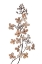 Picture of HYDRANGEA PANICULATA
