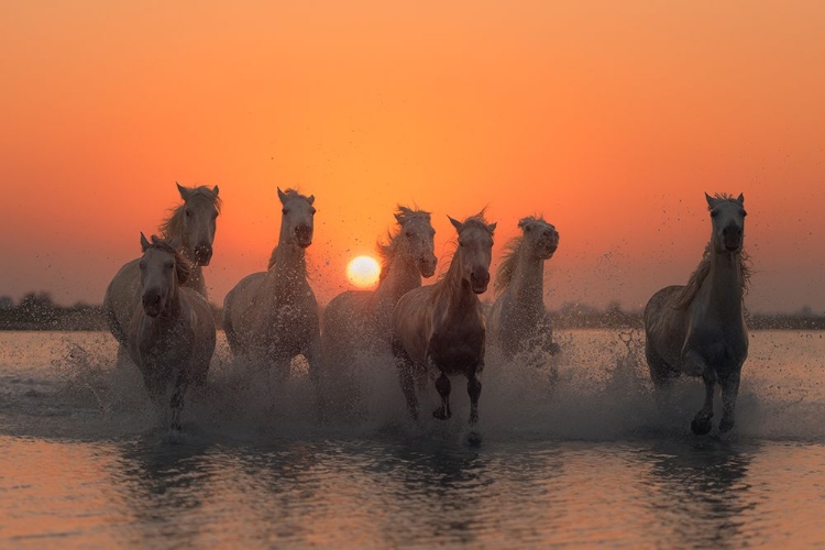 Picture of SUNSET IN CAMARGUE