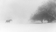 Picture of LONE HORSE