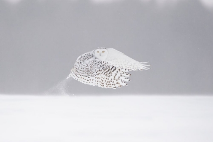 Picture of THE TAKE-OFF