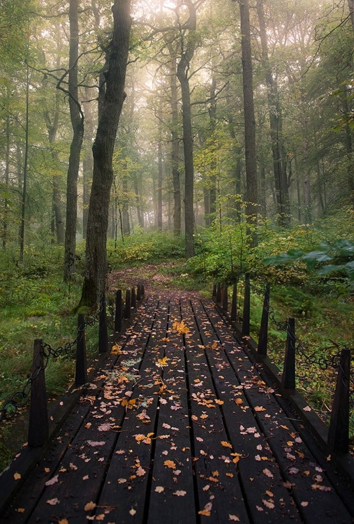 Picture of MISTY MORNING