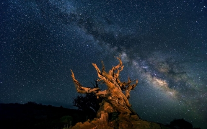 Picture of THE GALAXY AND ANCIENT BRISTLECONE PINE
