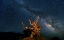 Picture of THE GALAXY AND ANCIENT BRISTLECONE PINE