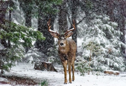 Picture of SNOW STORM AND THE BUCK DEER