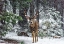 Picture of SNOW STORM AND THE BUCK DEER