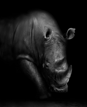 Picture of RHINO