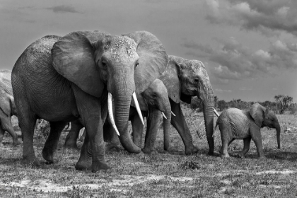 Picture of ELEPHANTS FAMILY