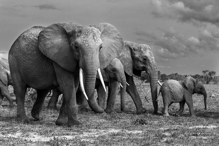 Picture of ELEPHANTS FAMILY