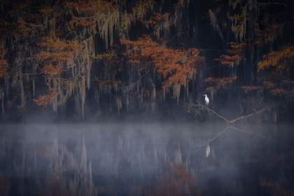 Picture of MISTY MORNING