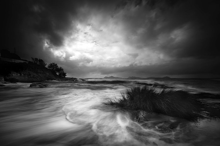 Picture of RUSHES IN THE SEA